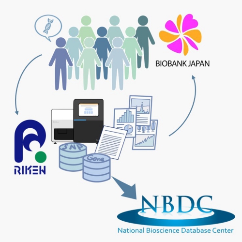 Illustration of the relationship between RIKEN, Biobank Japan and NBDC