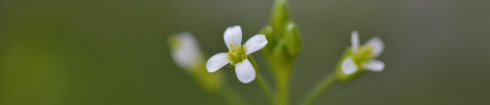 Stacks Image 650
