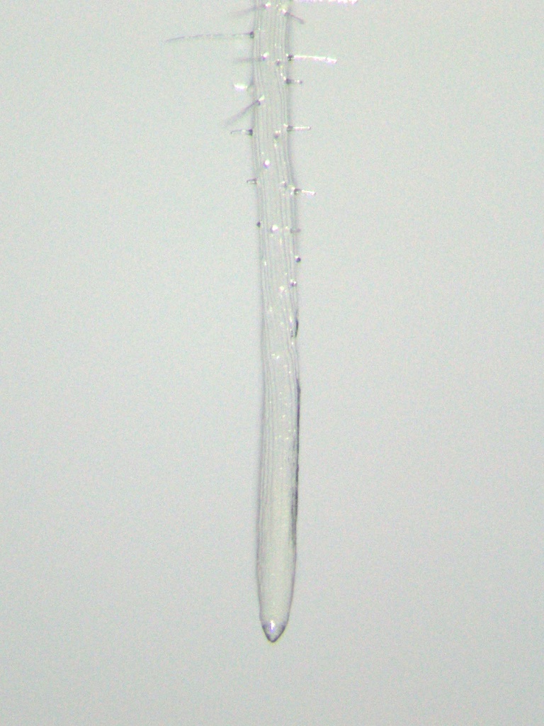 Points Image