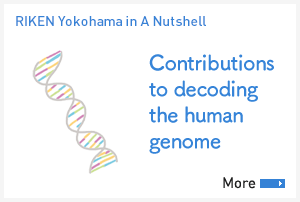 [Us in A Nutshell]Contributions to decoding the human genome