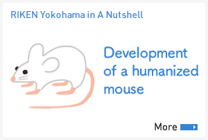 [Us in A Nutshell]Development of a humanized mouse