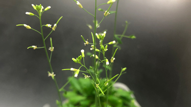 セミナー  植物科学研究の今(全４回)の説明写真
