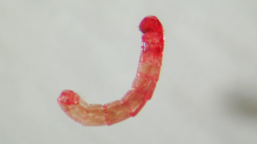 体験型プログラム(リモート実験)水なしの生命のメカニズムの説明写真