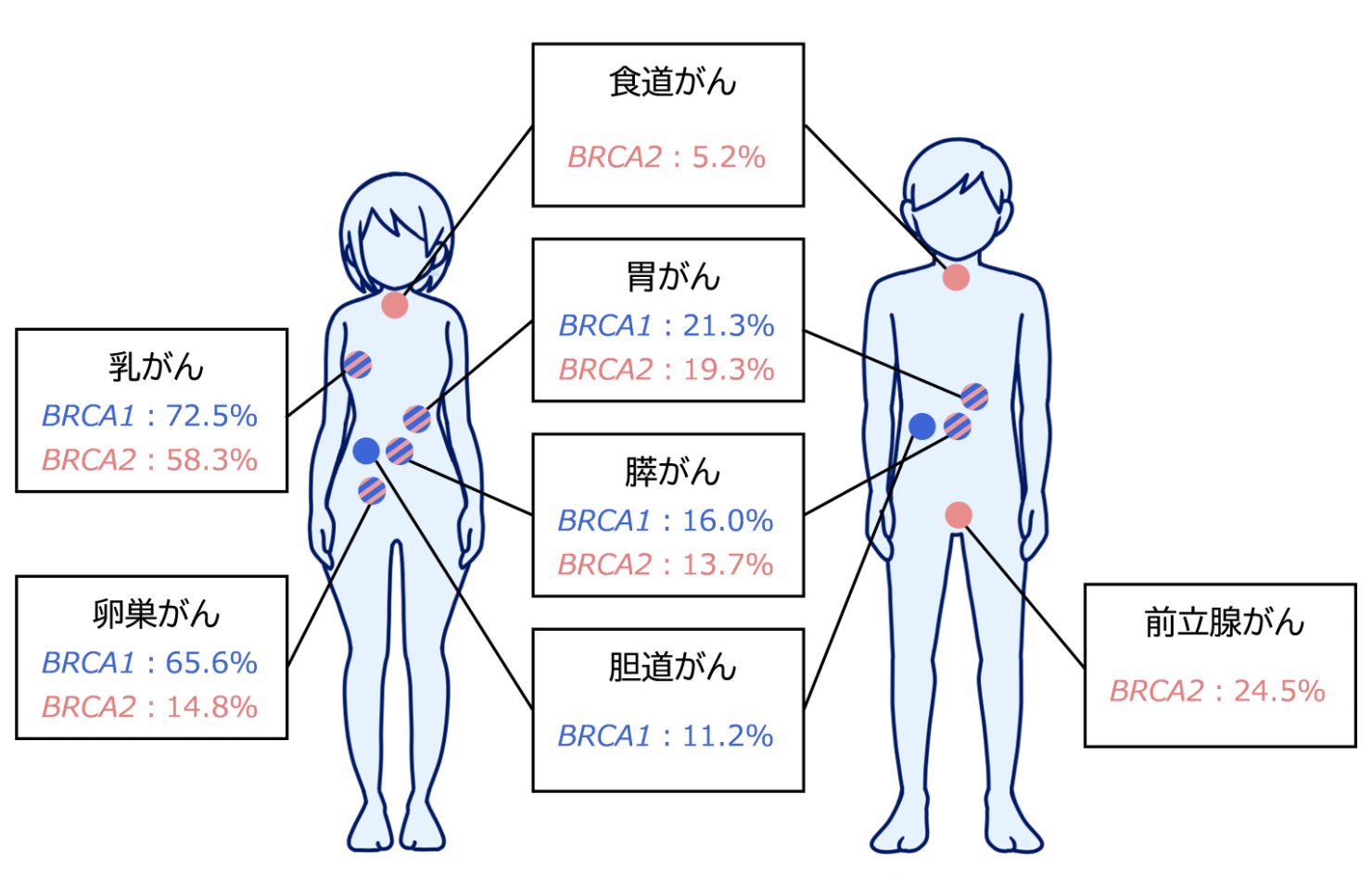 腎がん解析イメージイラスト