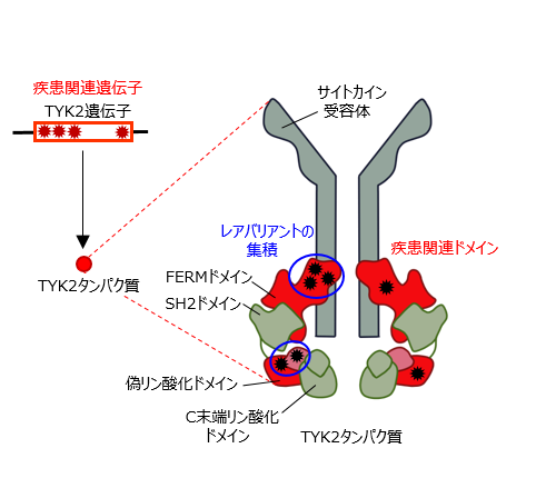 TYK2タンパク質の構造のイラスト